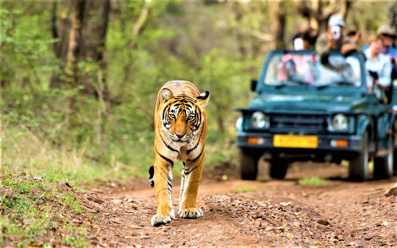 Kumbhalgarh Wildlife Sanctuary - Jungle Safari in Kumbhalgarh - Udaipurian
